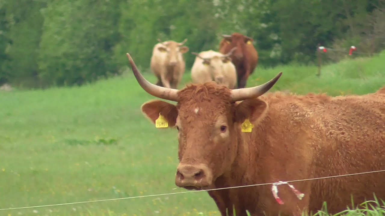 Weideaustrieb in das Müritzer Naturschutzgebiet Großer Schwerin