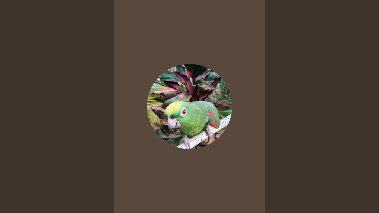 LOROS 92 está en vivo