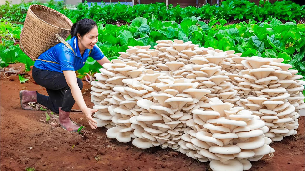 Harvest Oyster Mushrooms After 3 Months & Go to Market Sell | Indoor Mushroom Farm | off the grid