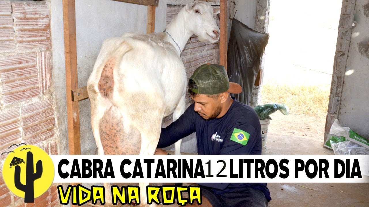 [VIDA NA ROÇA] CABRA dar 12 Litros de Leite, a Cabra Catarina, é atual Campeã Nacional - Parte 02 🌵