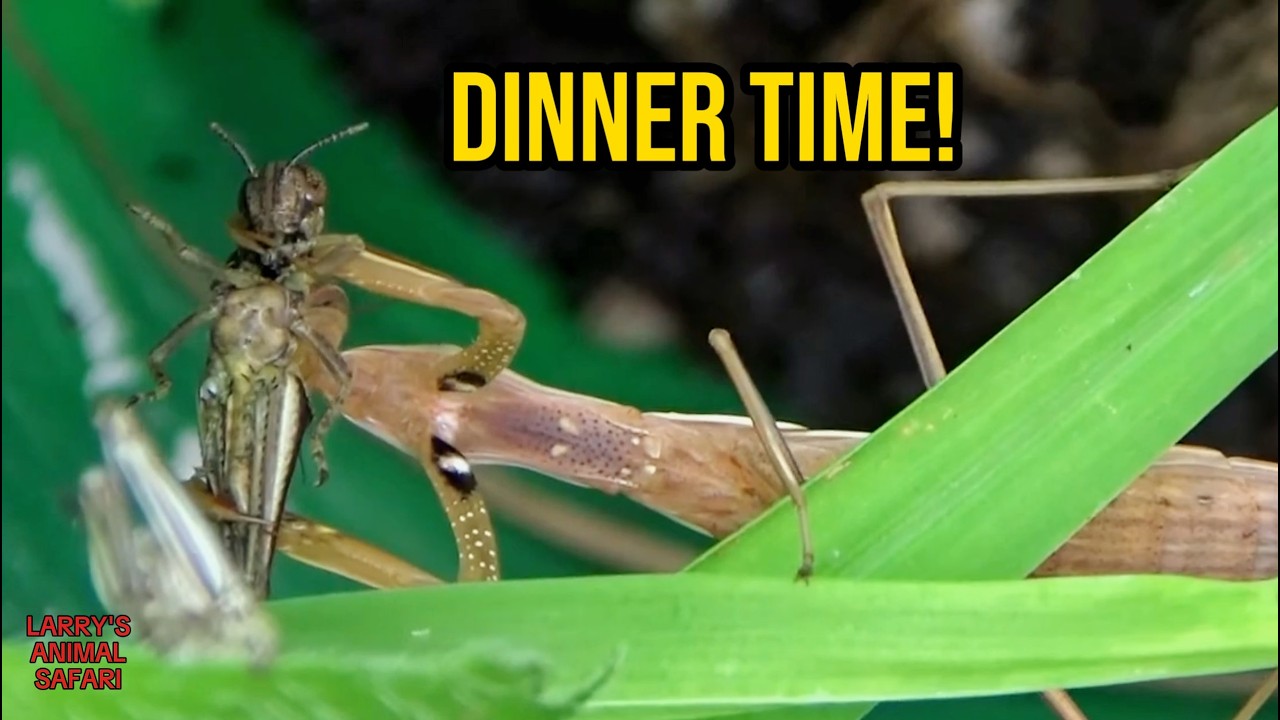 Praying mantises #10 - 64 days old #prayingmantis