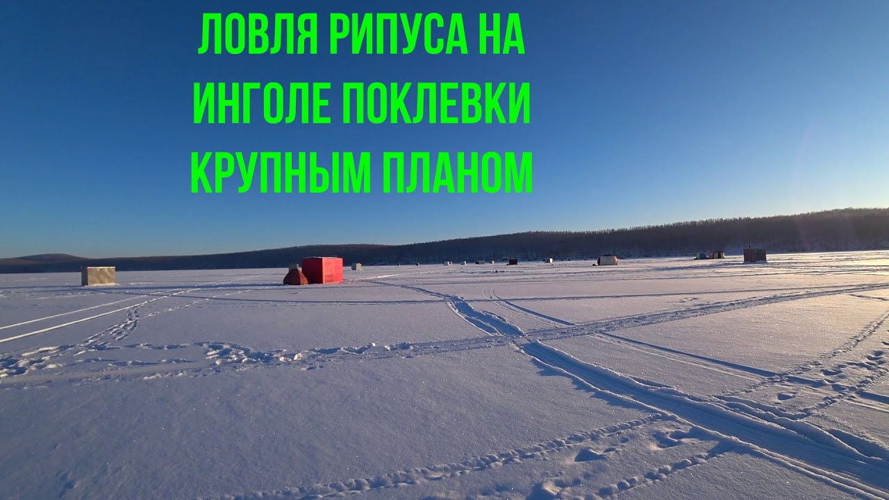 Рипус на инголе  Поклевки крупным планом !