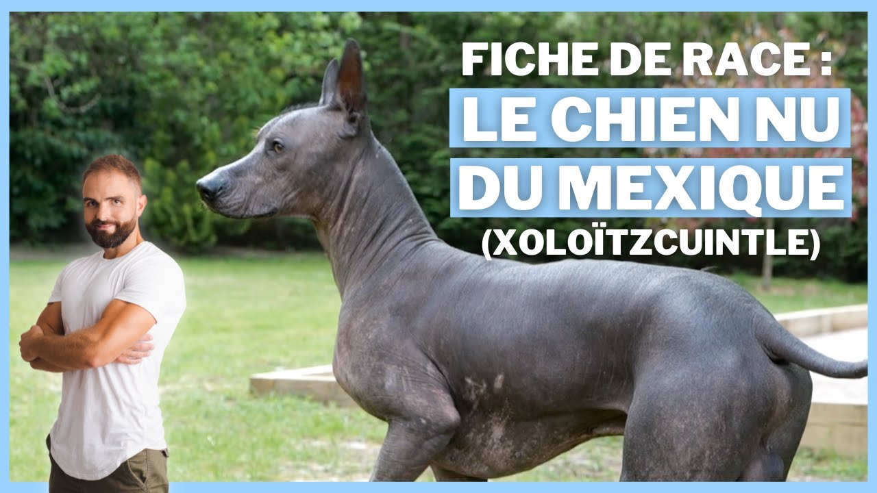 Le Chien nu du Mexique : Race de chien !