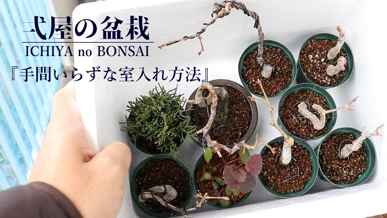 管理の手間いらずな盆栽の室入れ方法