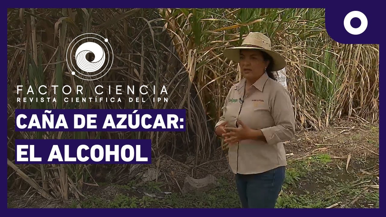 Factor Ciencia - Caña de azúcar: el alcohol (25/10/2024)