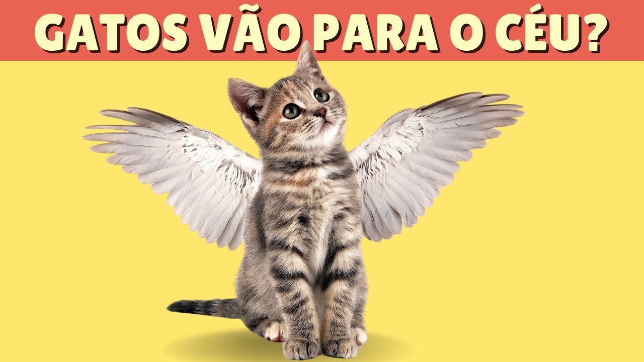 Para Onde Os Gatos Vão Quando Morrem?
