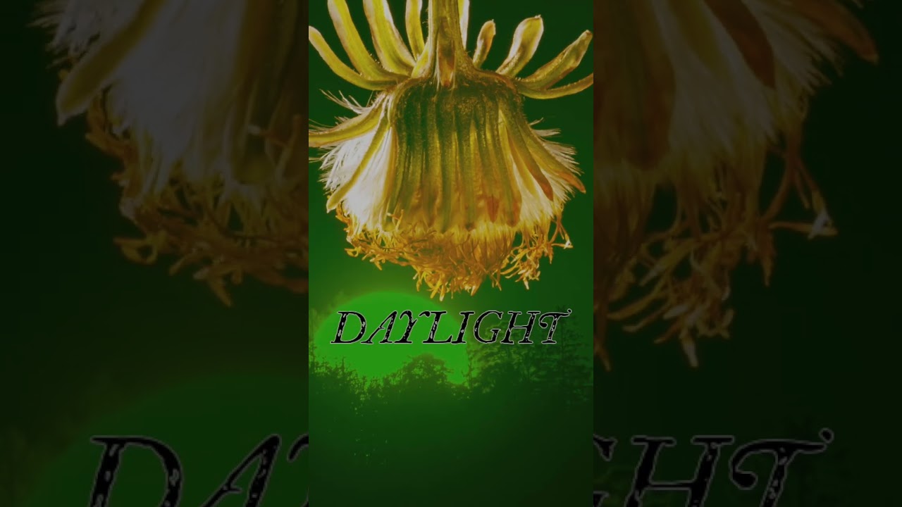 Daylight june 12 