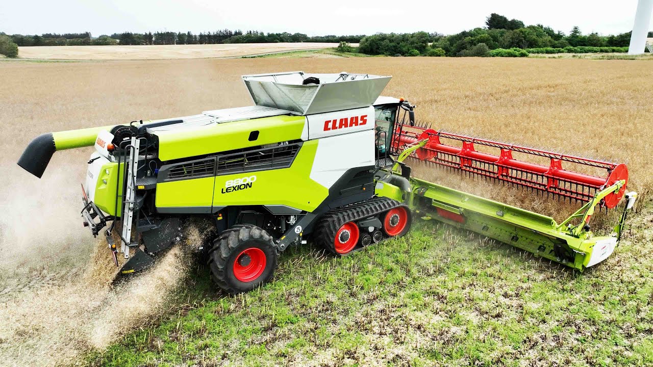 Claas Lexion 8800 in the field Harvesting Canola | Danish Canola Harvest Season 2022