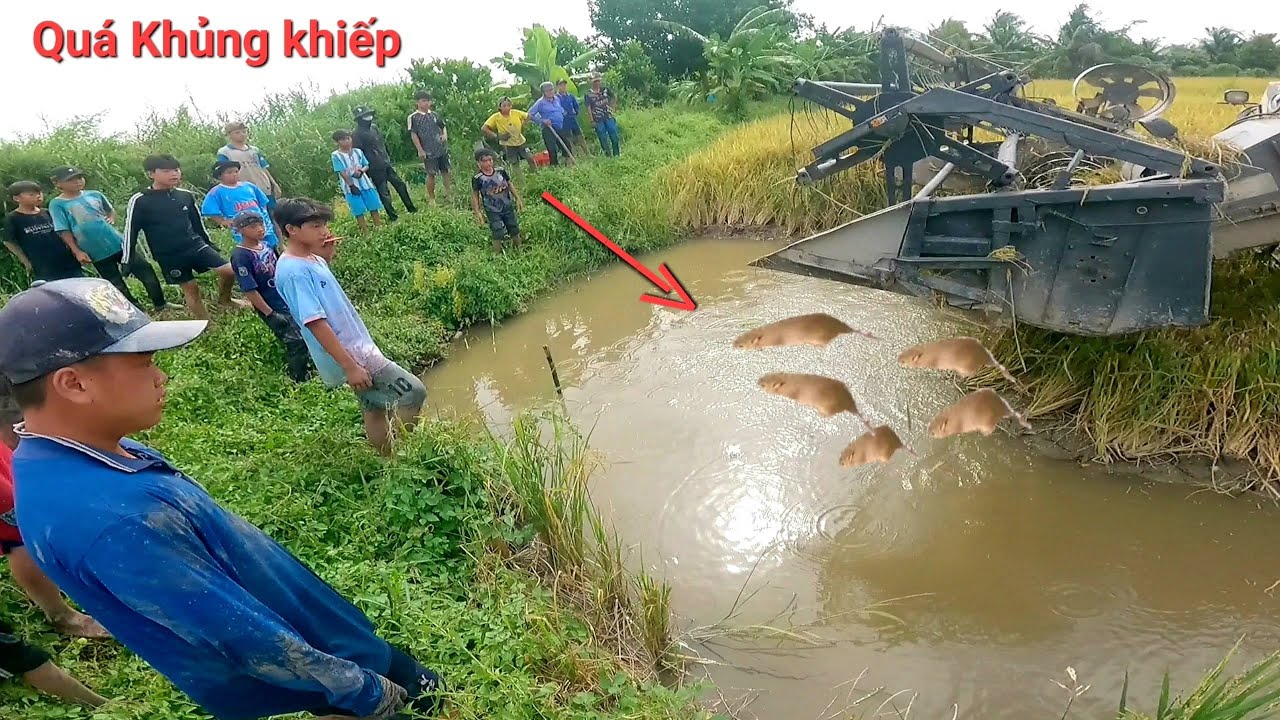Ba anh em vào cánh đồng này bắt chuột trúng ngây ổ chuột đồng bự đầy một lòng hết chỗ đựng