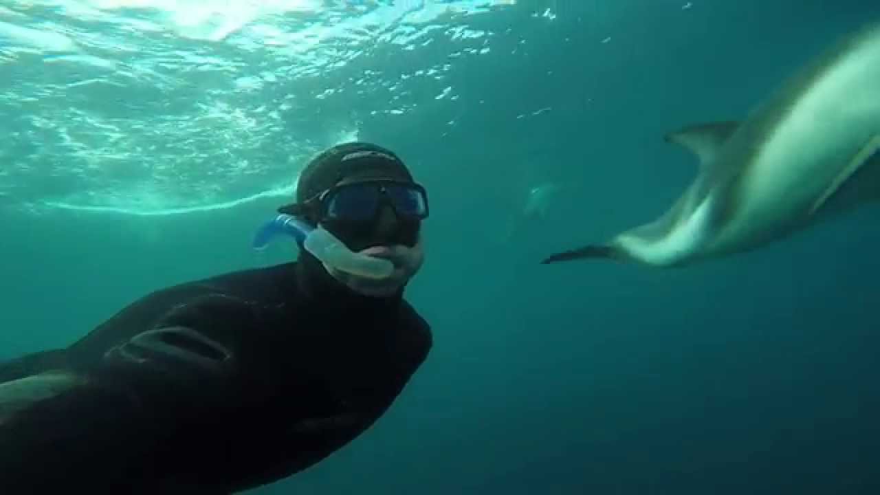 Playing with Dusky Dolphin in, Kaikoura, New Zealand (Full HD)