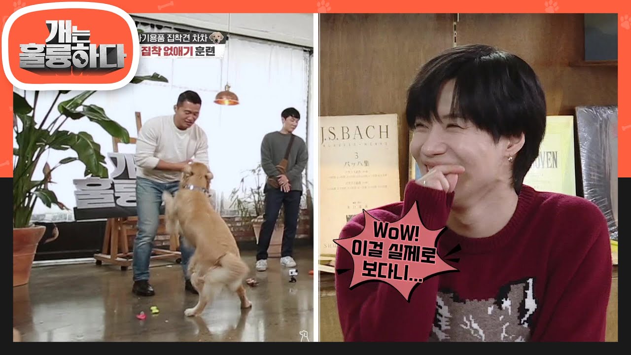 이걸 실제로 보다니! 추임새와 함께하는 집착 없애기 훈련!  [개는 훌륭하다/Dogs Are Incredible] | KBS 201109 방송