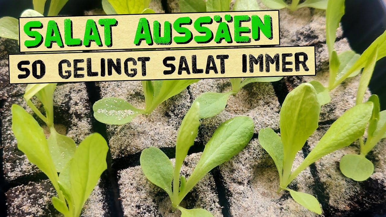 So gelingt die Aussaat von Salat - keine schwachen Pflanzen mehr!