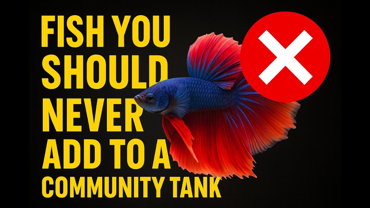 Fish You Should NEVER Add to a Community Tank