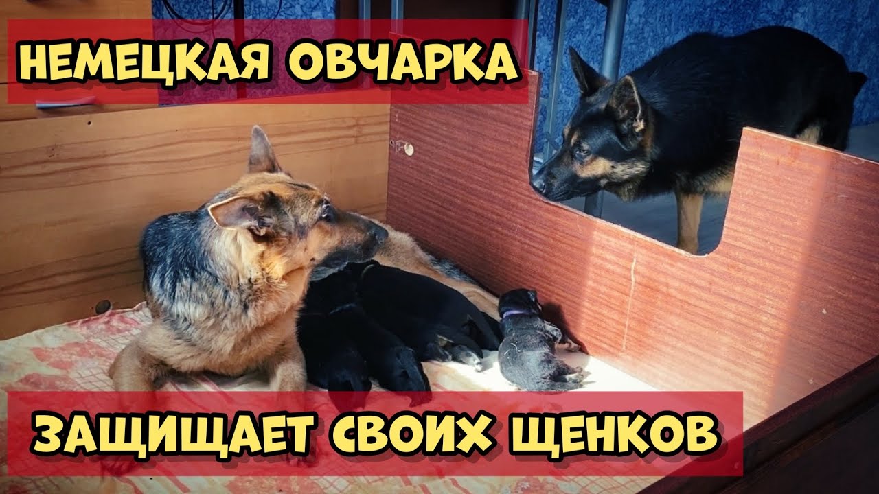 РЕАКЦИЯ ПАПЫ НА 8 ЩЕНКОВ. МАТЬ ЗАЩИЩАЕТ ЩЕНКОВ