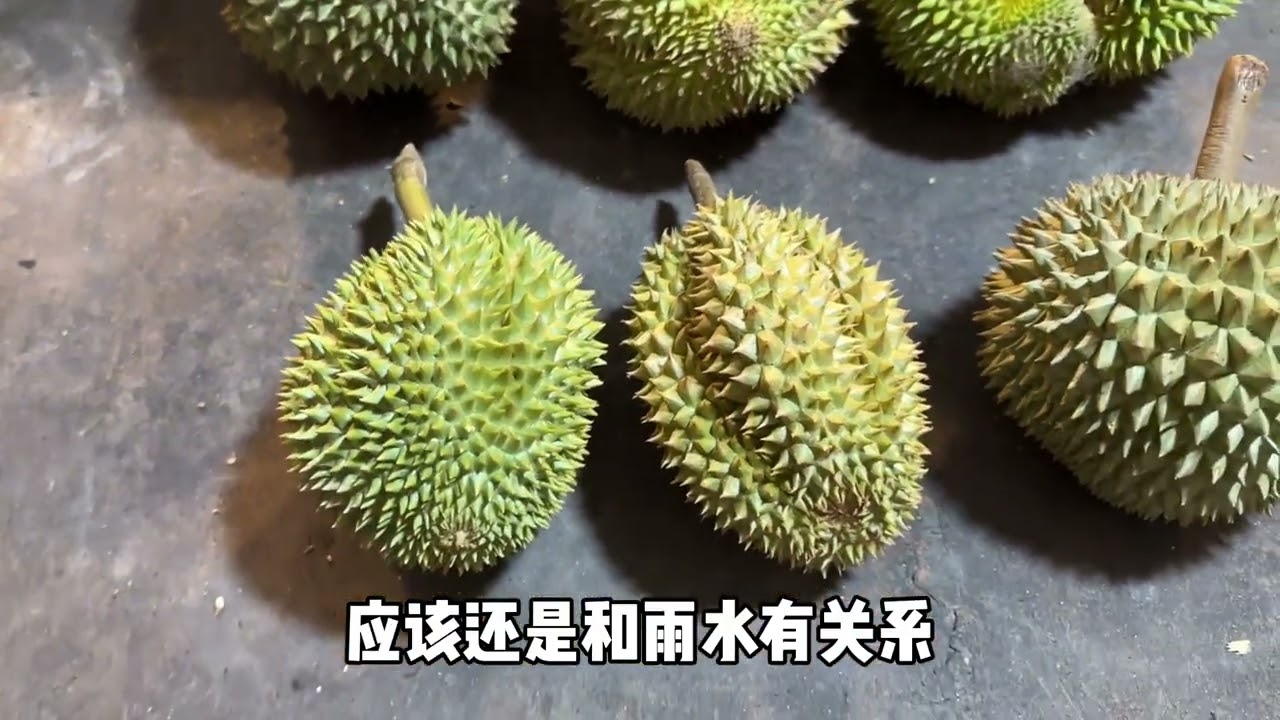 又是一期认品种视频，这次有六个品种 其中四位是我们的老嘉宾：青尼、金枕、长柄干尧、诺卡滋，两位新嘉宾：琳拉不咧、珑拉不咧#榴莲 #榴莲控 #金枕榴莲 #榴莲爱好者 #泰国榴莲