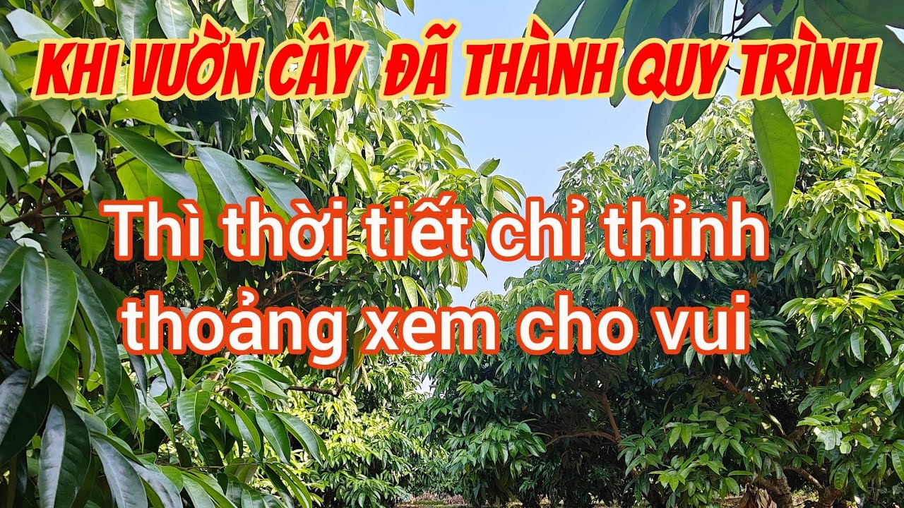 Đi khoanh vườn vải 10 năm nay ko dùng 1 hạt phân hóa học