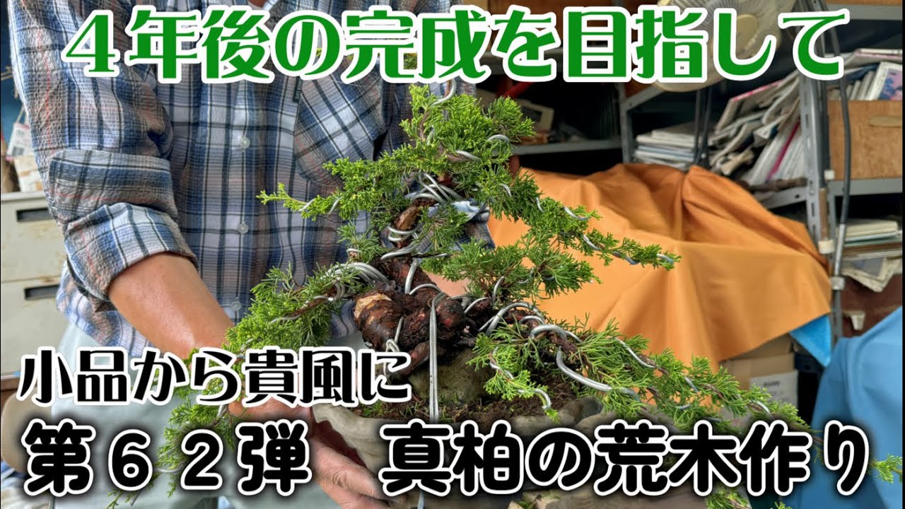 【盆栽】第６２弾　真柏荒木作り【サイズアップして４年後の完成を目指す】