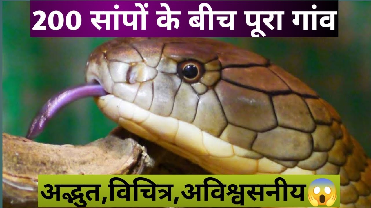 इस गांव के लोग रहतें है 200 सांपों के बीच में ।। भडे़सर-जांजगीर ।। Bhadesar ।। Dekhbo Chhattisgarh