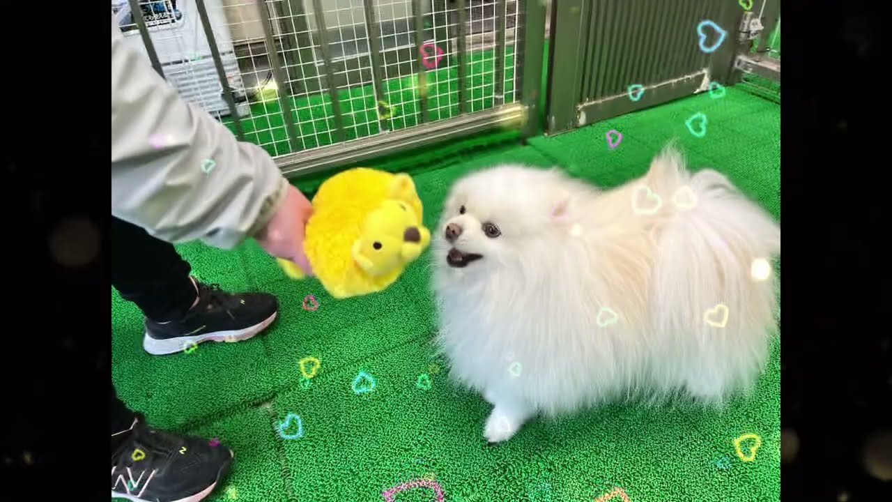 20260211　ダックペットサービス　夕方のわんこ達