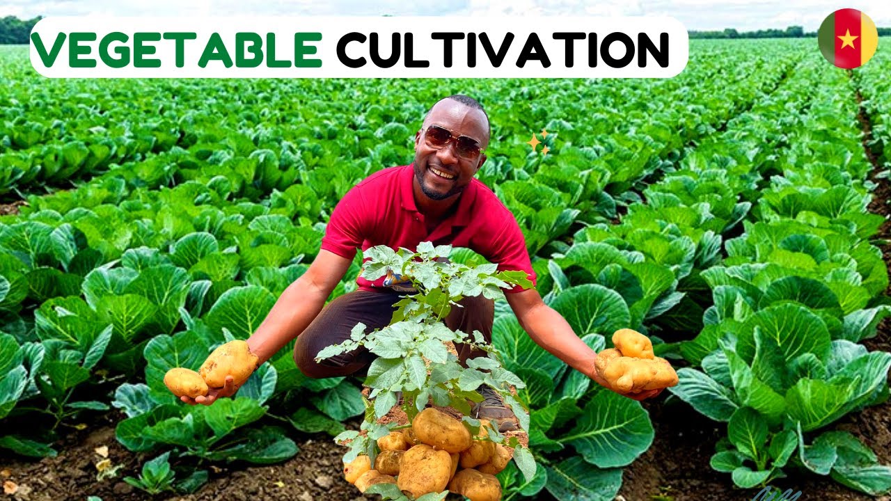 Farming in Africa - Multi Million Vegetable and Potatoes Cultivation in Cameroon.