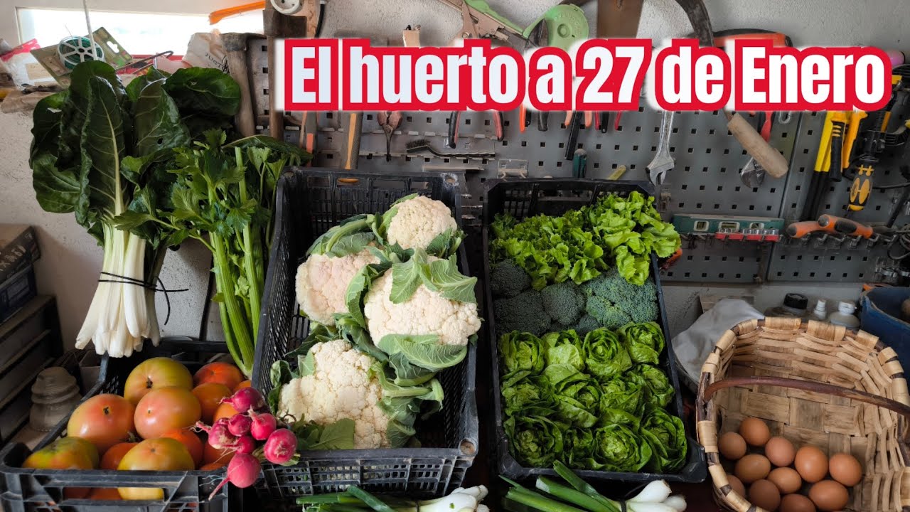 El huerto a 27 de Enero de 2026Hoya del Campo Abarán Murcia 