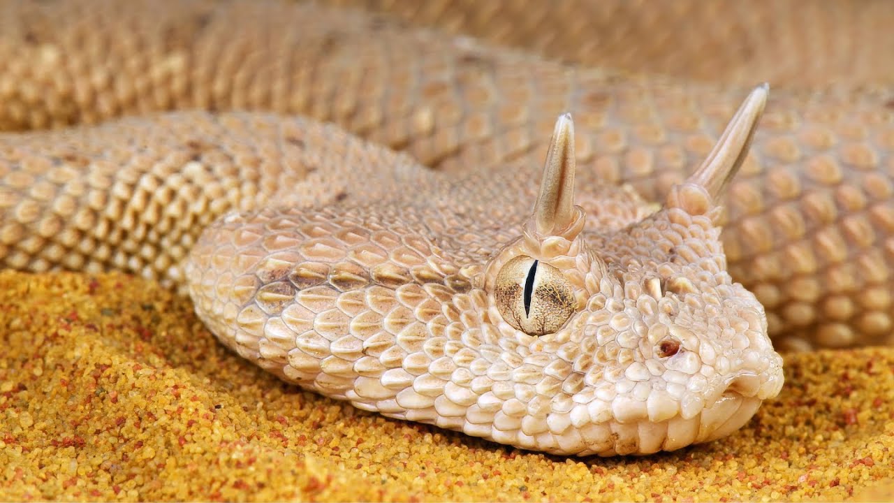 Sidewinder Snakes Facts: The Master of Desert Survival!