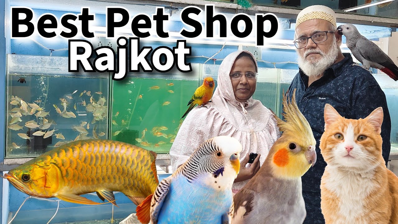 Best Pet Shop in Rajkot | Aquarium Fish, Budgies Parrot, Cat and Dogs | Zara Aquarium & Pet Shop