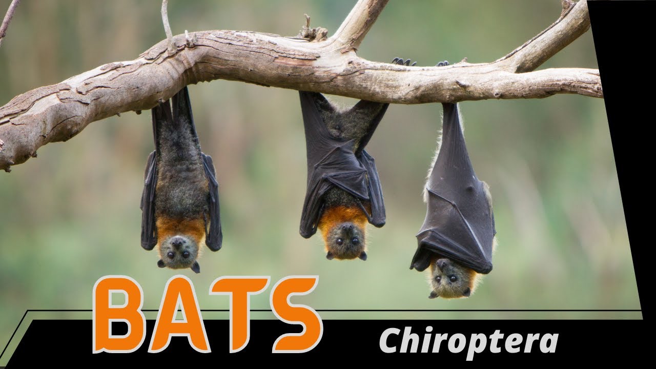 Bats in the Garden Explained! (Chiroptera)