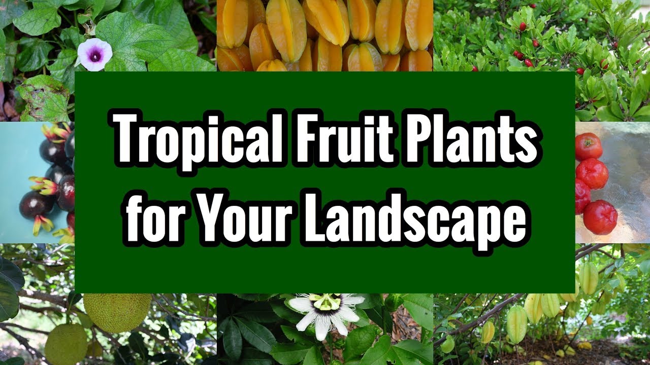 Tropical Fruit Plants for Your Landscape