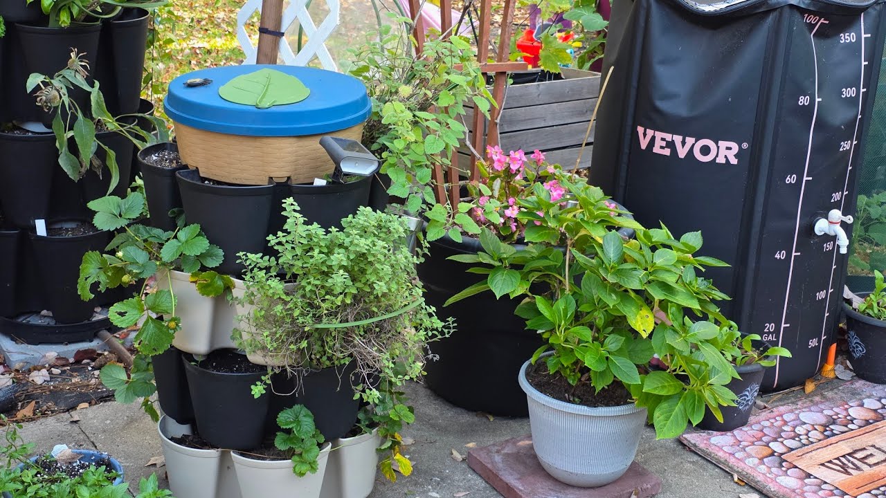 Uncovering and #garden update.