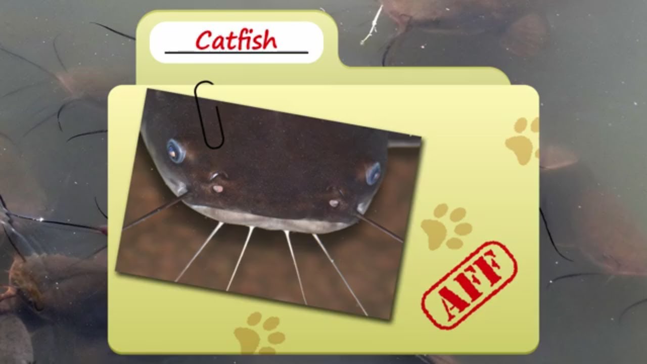 Catfish facts  less cat, more fish   Fish Fact Files - حقائق علمية عن الاسماك