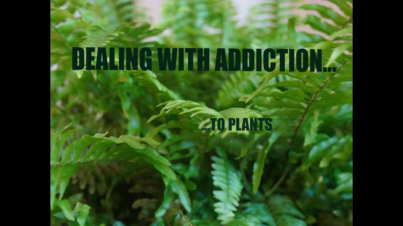PLANT ADDICT PSA