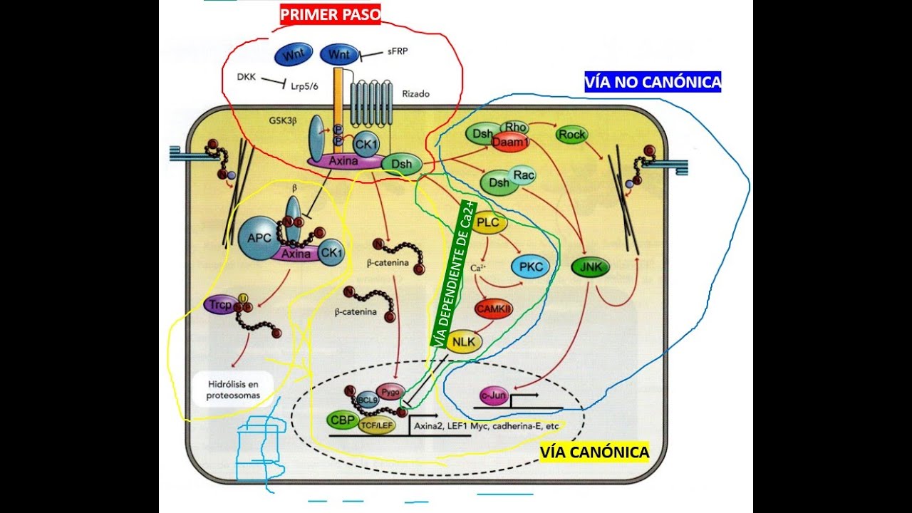 Vías de Señalización Molecular (señalización celular, transducción de señales y vía WNT/FRIZZLED)