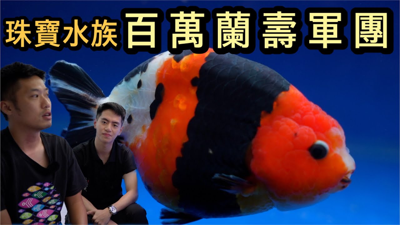 百萬蘭壽金魚軍團，新生代金魚店家-珠寶水族，小楊用自己的養魚魂挑選每隻精品金魚