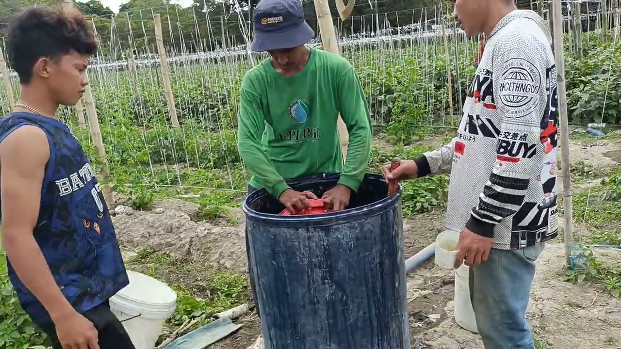 Gaano daw ako kadalas mag abuno sa mga pananim ko 🥰 ito napo ang sagot 👍