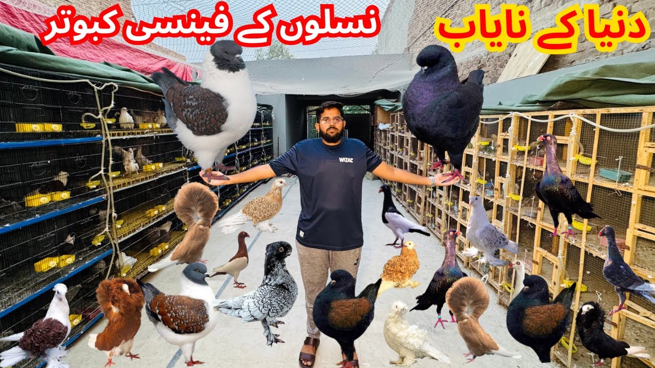 Duniya ka Nayab Naslo Ke fancy pigeons breeding setup in Multan |jacobin pigeon|Fril Back|Danish|