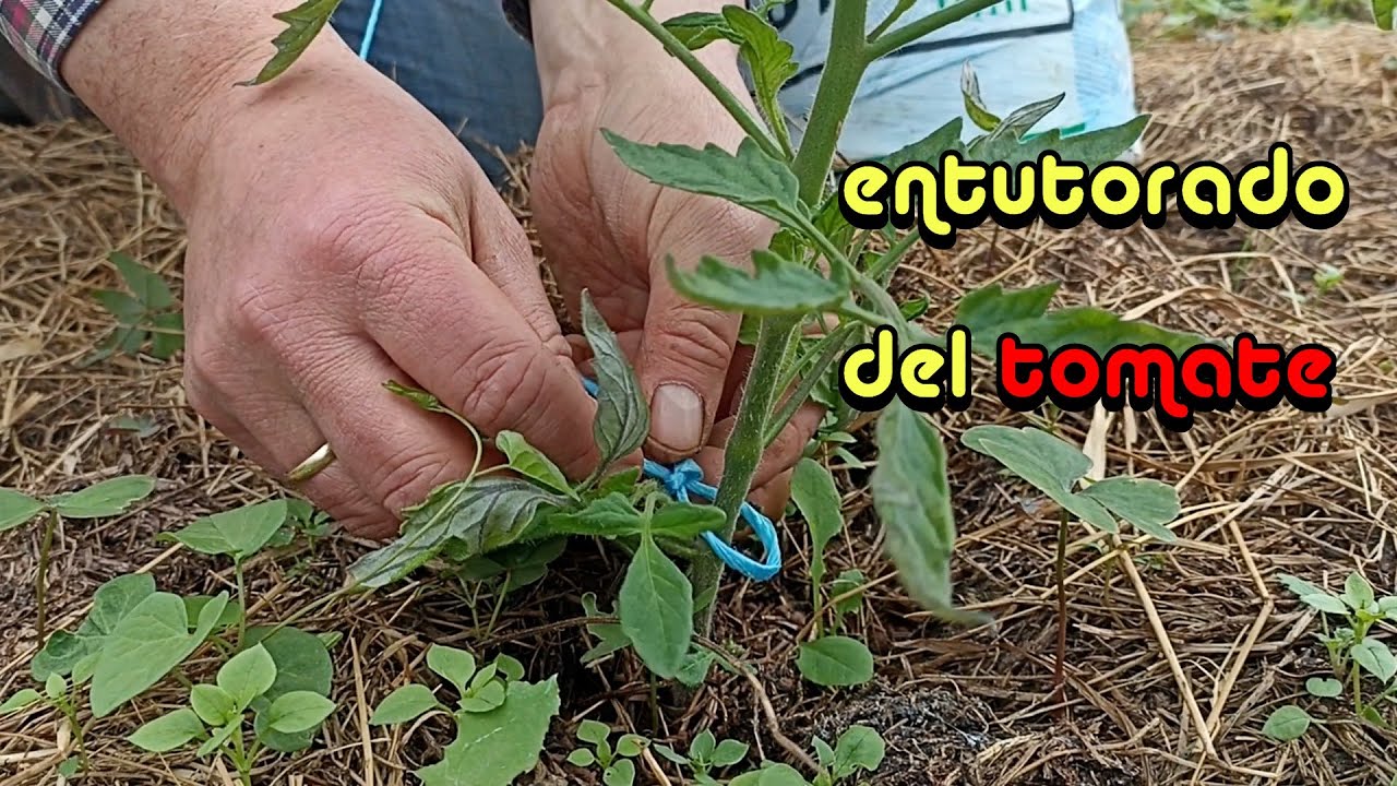 Como ENTUTORAR y Fertilizar los tomates 