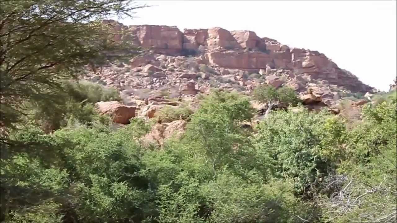 Guinea baboon, Kediet El Gr&acirc;ne, Assaba, Mauritania