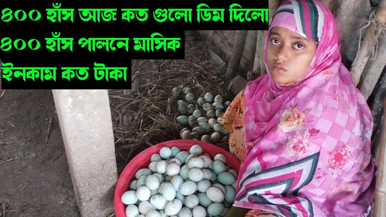 ৪০০ হাঁস থেকে আজ কত গুলো ডিম পেলাম। ৪০০ হাঁস পালনে মাসিক ইনকাম কত টাকা। 