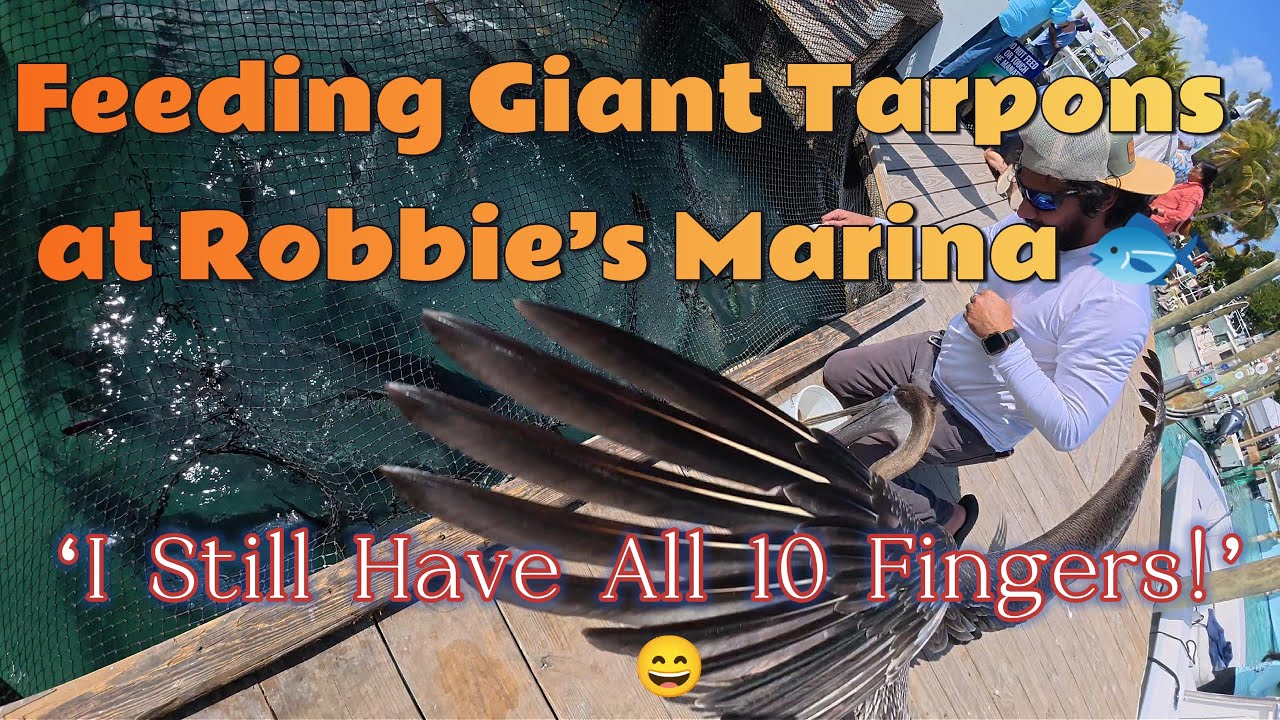 If You’re Visiting Key West, Don’t Miss Robbie’s Marina in Islamorada | Feed Giant Tarpon 🐟