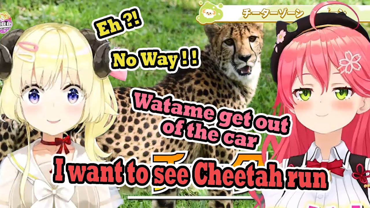 Miko trying to feed Watame to the Cheetah in Fuji Safari park【Sakura Miko/ Tsunomaki Watame】