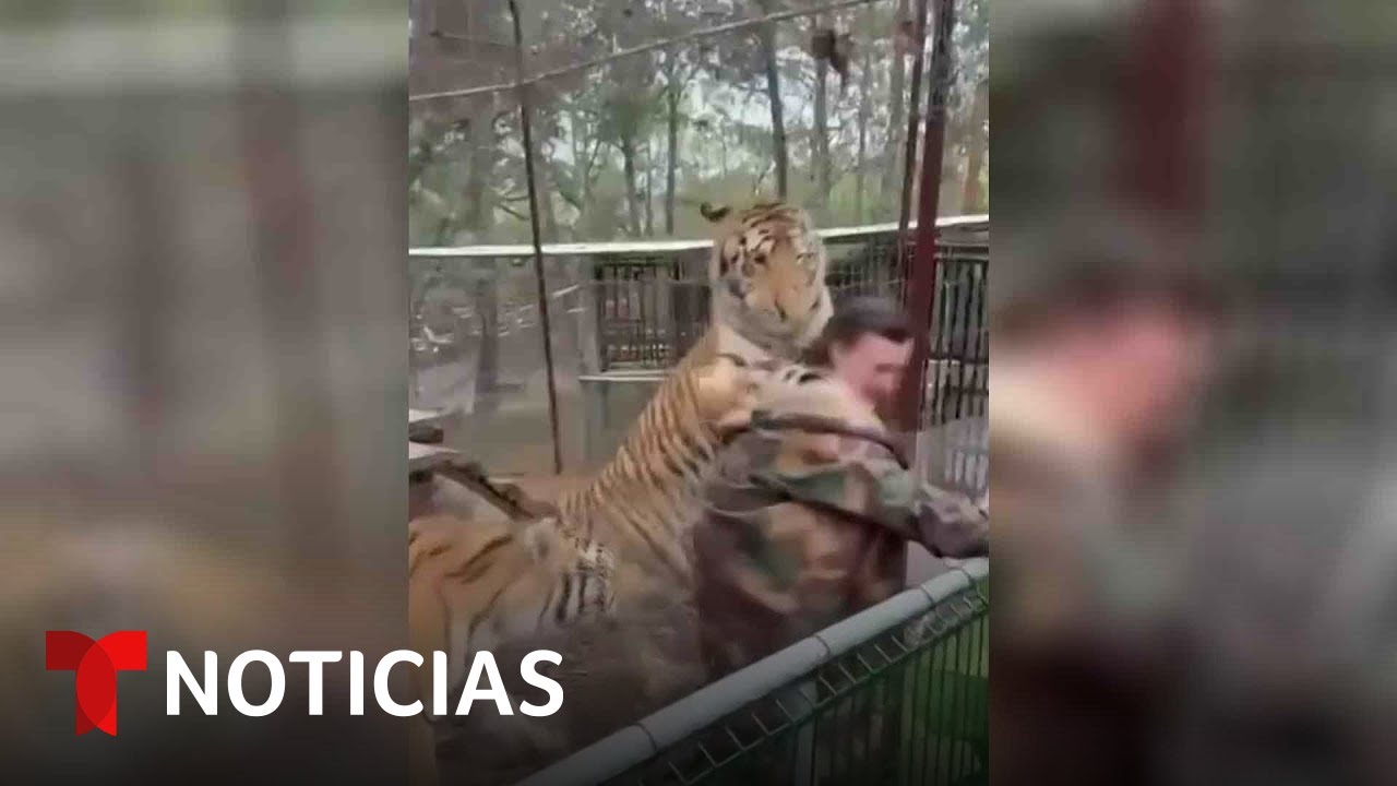 Así fue el ataque de un tigre en cautiverio a veterinaria en Jalisco, México | Noticias Telemundo
