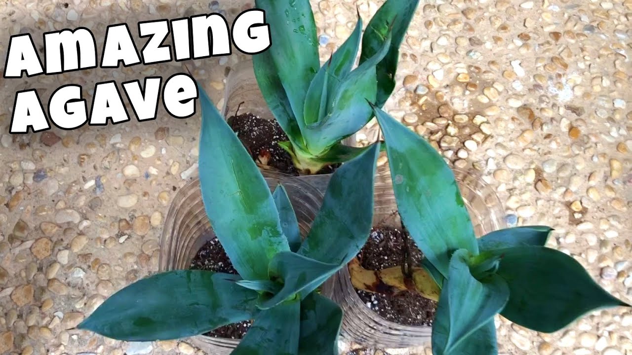 Blue Agave Plant Care and Benefits 🌱