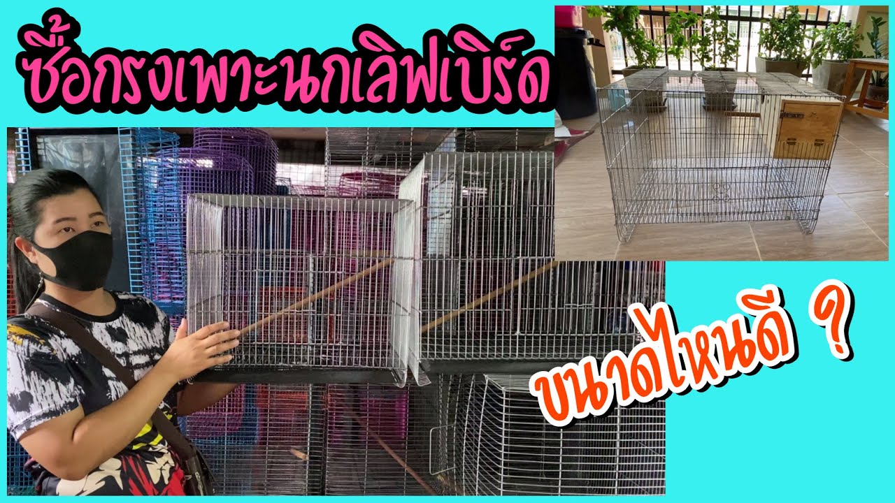 Zing’s Day | ซื้อกรงเพาะนกเลิฟเบิร์ด มีขนาดไหนบ้าง?