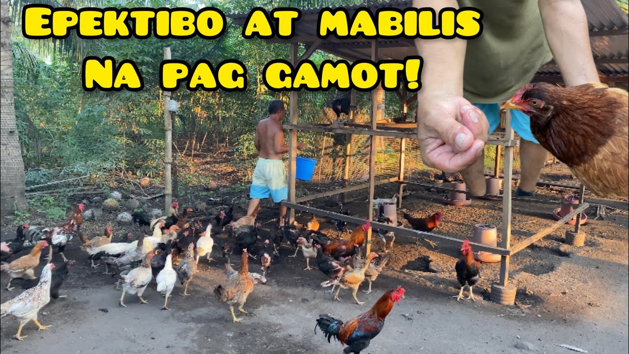 PINAKAMABILIS NA PAG GAMOT SA SIPON NG MANOK!