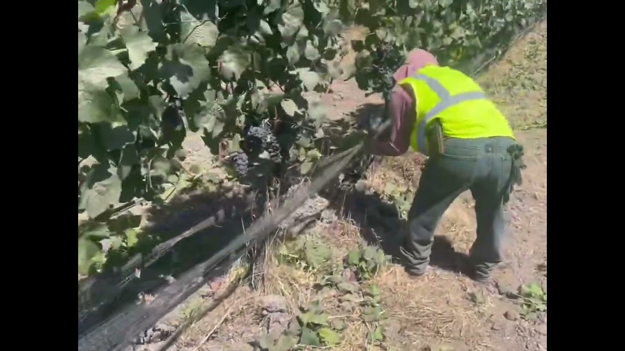 Preventing Bird Damage