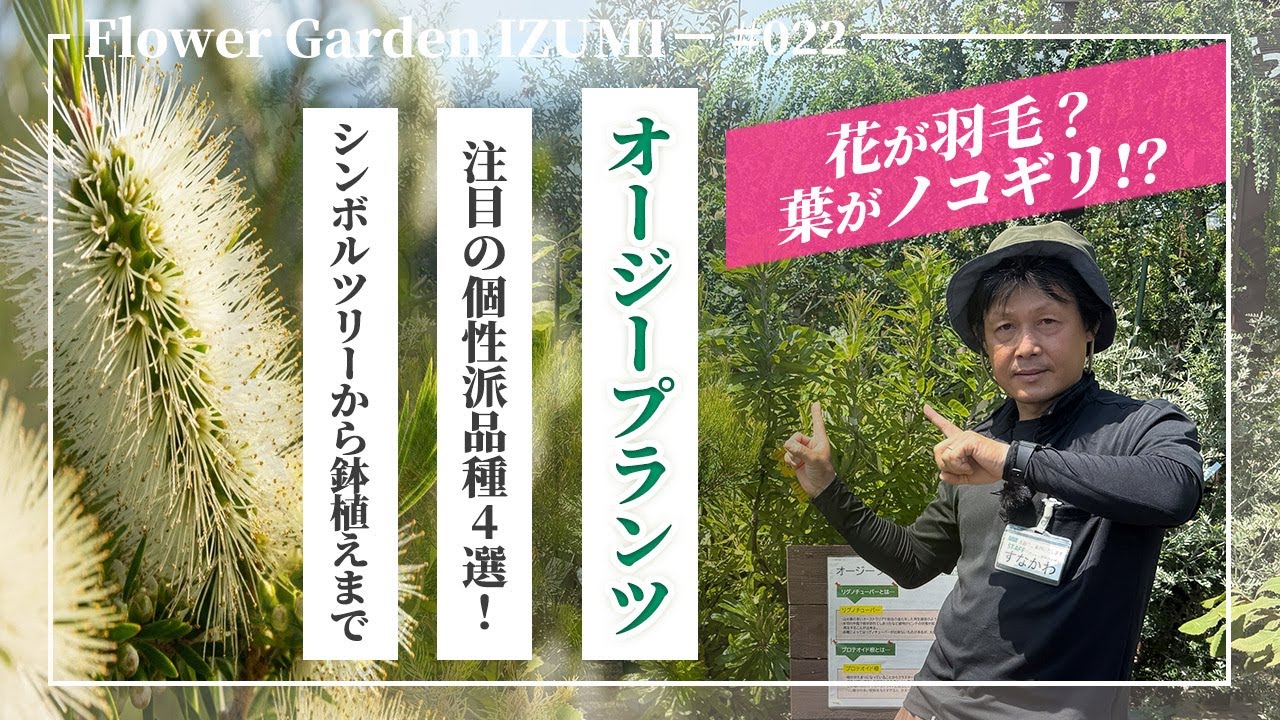 真夏でも元気に育つ！オージープランツの7月管理とおすすめ品種4選を徹底解説！#園芸 #ハイポネックス