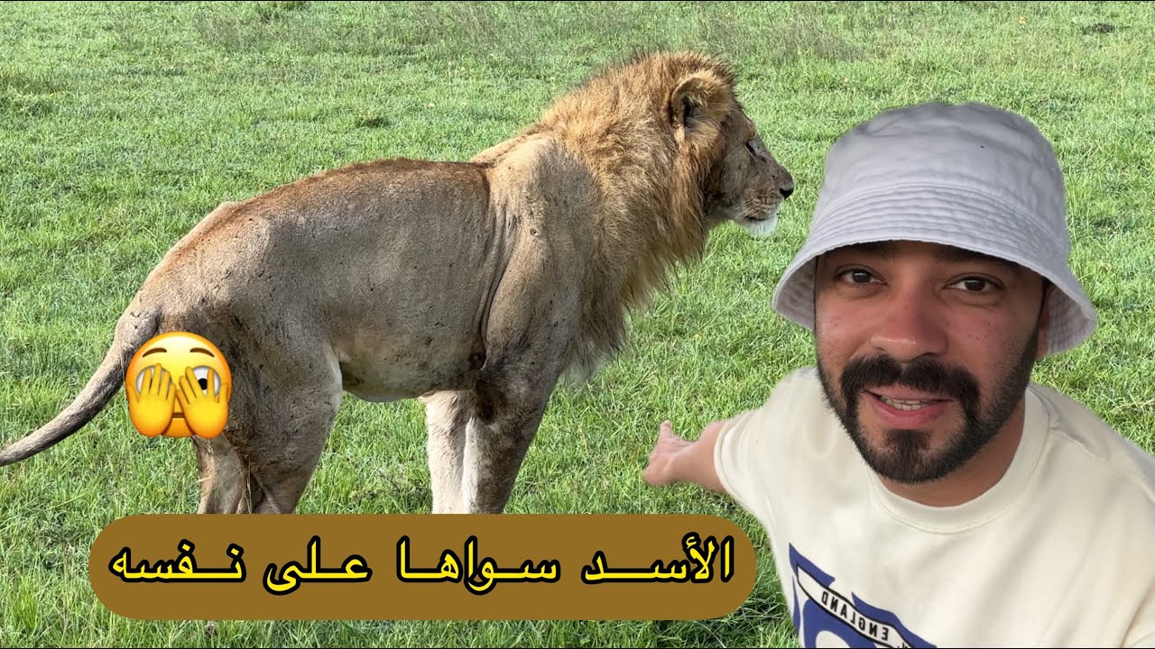 فلوق سفاري كينيا - وناسة ومتعة Look what the lion did