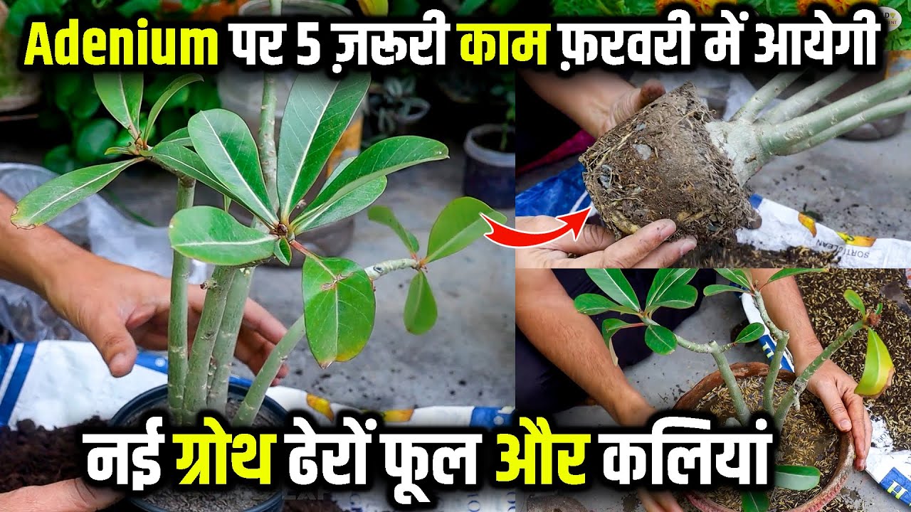 Repotting Adenium Plants: easy steps for repotting | Fastest Growing Caudex In A Year Tips