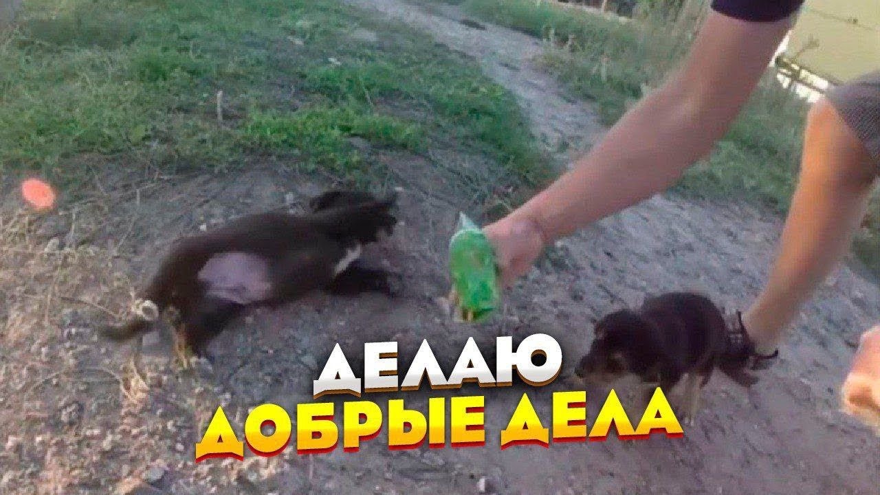 Кормлю со своим папой, бездомных собак, милых 3